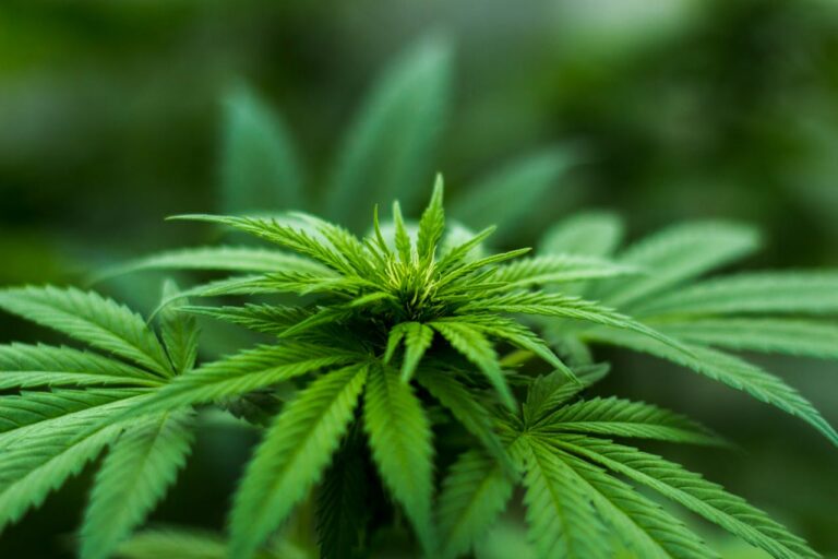how to tell if weeds laced